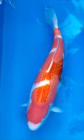 Momotaro Kohaku, female, 57 cm, Yonsai, Koi Bayern - Mainburg Vorschau