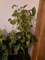 Efeutute Epipremnum aureum Ableger Zimmerpflanze Kletterpflanze Niedersachsen - Hoogstede Vorschau