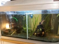 Aquarium 350 Liter als Raumteiler nutzbar Hessen - Runkel Vorschau