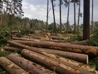 Stammholz Brennholz Bayern - Trautskirchen Vorschau