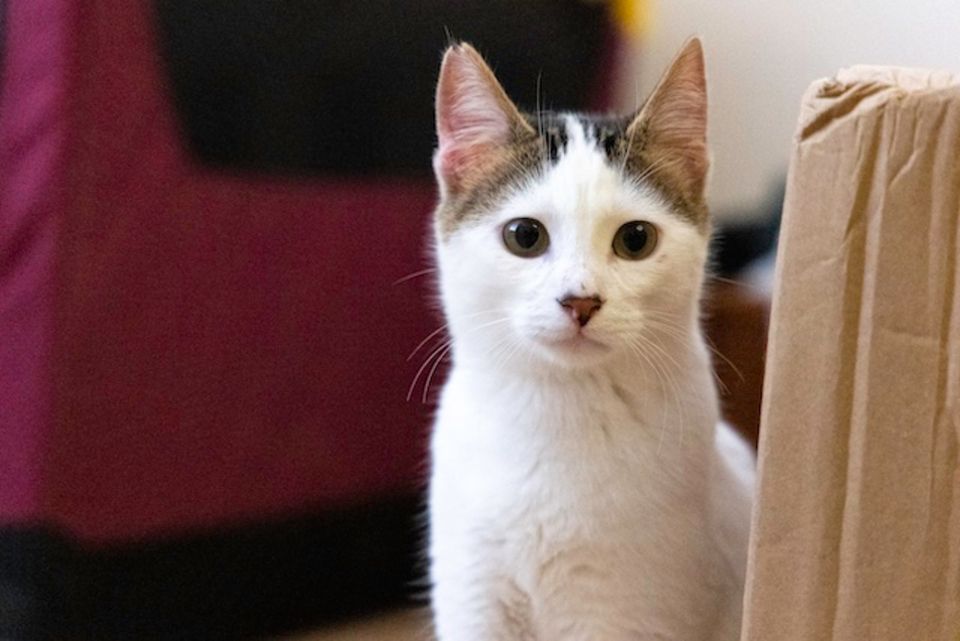 Little Skippy, verspielter Kuschelkater, ca.9 Monate *Tierschutz* in Ingolstadt