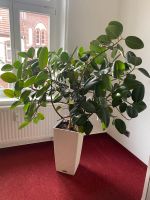 Gummibaum Lechuza Topf CUBICO Büropflanze Zimmerpflanze Königs Wusterhausen - Wildau Vorschau