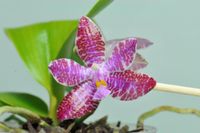 Lueddemanniana Woodlawn phalaenopsis Suche Baden-Württemberg - Lauchringen Vorschau