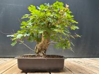 Feldahorn Bonsai Rohbaum Hessen - Reinheim Vorschau