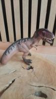 Schleich Dinosaurier Baden-Württemberg - Badenweiler Vorschau