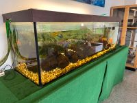 Aquarium mit Fischen und allem drumrum Rheinland-Pfalz - Ransbach-Baumbach Vorschau
