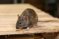 Ratten- Mäusebekämpfung Nordwestmecklenburg - Landkreis - Grevesmuehlen Vorschau