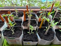 Wir suchen kleinen Garten Bayern - Weißenhorn Vorschau