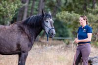 Horsemanship für Anfänger/ Einsteiger • Parelli Bodenarbeit Brandenburg - Neustadt (Dosse) Vorschau