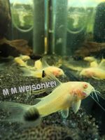 Albino Panzerwelse, corydoras paleatus albino Niedersachsen - Isernhagen Vorschau