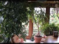 Riesige Yucca Palme im mediterranen Topf + Untersetzer, 5 Stämme Baden-Württemberg - Neckarbischofsheim Vorschau