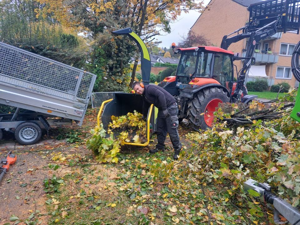 Baumfällung / Seilklettertechnik / Rodung / Fällung / Brennholz in Leichlingen