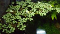 15x Salvinia Minima "Kleiner Büschelfarn" Schwimmpflanze Baden-Württemberg - Tübingen Vorschau