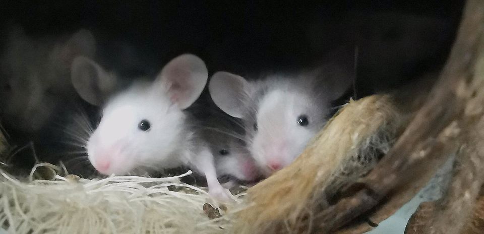 Farbmaus Weibchen in Aschersleben