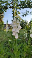 Fingerhut Blume weiß 300 Samen insektenfreundlich Sachsen - Dürrhennersdorf Vorschau