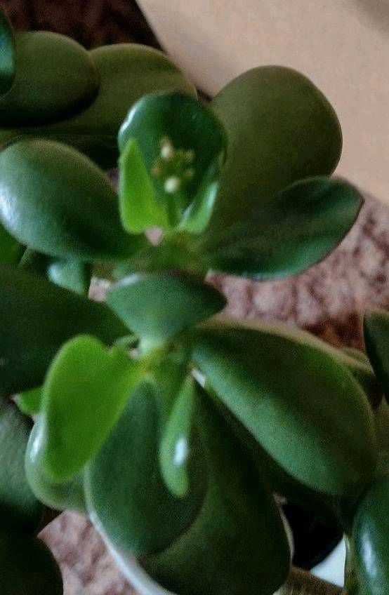 Affenbrotbaum( Bonsai Geldbaum) mit Blütenansatz ! in Delitzsch