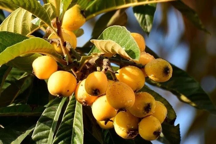 chinesisch Mispel Baum Pflanzen obstbaum ca 5 Stück in Essen-West