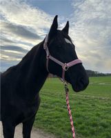 SUCHE Eskadron Pearl Rose Strick Führstrick Köln - Köln Buchheim Vorschau