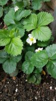 Erdbeerpflanzen, Erdbeeren, Ableger, Pflanzen, Garten, Gemüsebeet Nordrhein-Westfalen - Bocholt Vorschau