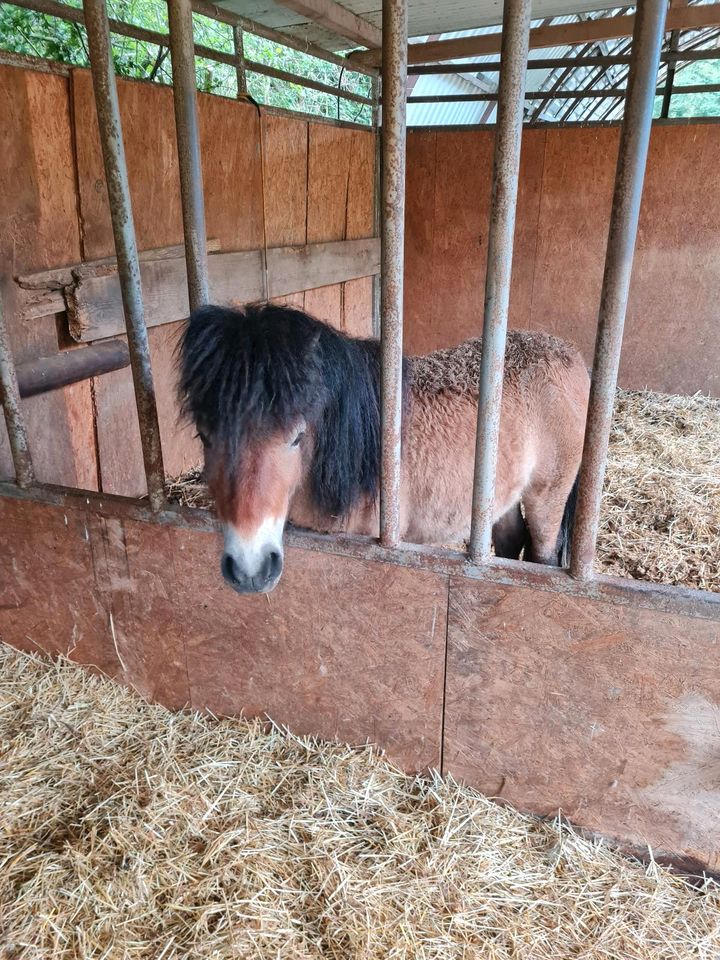 Pflegebeteiligung an Shetty in Kreuzau