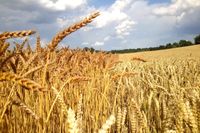 Futterweizen Mais Roggen Gerste Hafer Futtermöhren 20 Kg Thüringen - Erfurt Vorschau