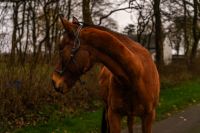 Traber Wallach/ Beisteller Schleswig-Holstein - Lindewitt Vorschau