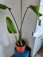 Strelitzien   Aloe Vera im Topf Zimmerpflanzen Niedersachsen - Bad Zwischenahn Vorschau