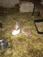 Kaninchen, die ausgesetzt wurden, suchen ein neues Zuhause Nordrhein-Westfalen - Altenbeken Vorschau