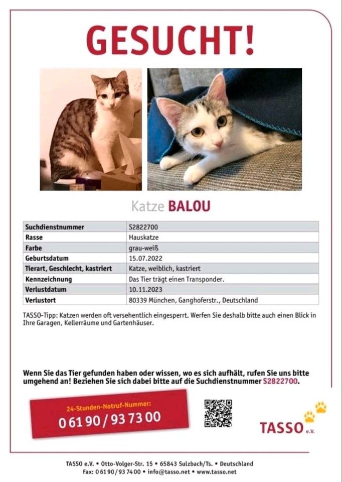 Katze grau getigert mit weiß vermisst / entlaufen / gesucht! in München