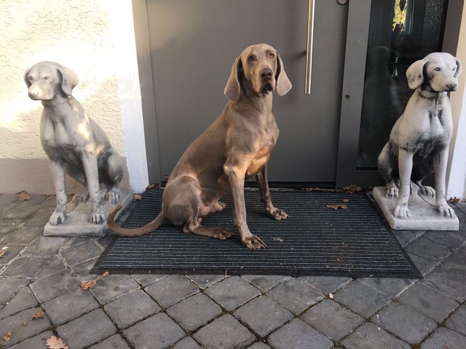 ‼️Pointer Weimaraner Vizsla Kurzhaar Ridgeback Windhund Jagdhund in Magdeburg