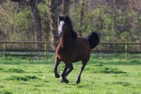 Curly Horse Wallach 3 järhig Schleswig-Holstein - Bokel Vorschau