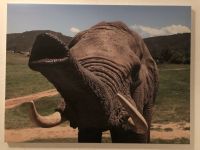 Bild Foto Leinwand Elefant Afrika Bayern - Kempten Vorschau