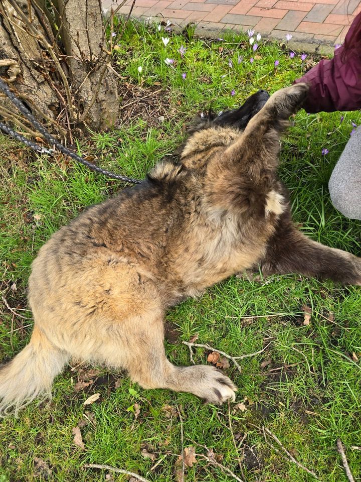 Verschmuster Teddybär LAIKA aus dem Tierschutz in Südbrookmerland