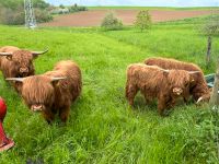 Schottische MINI Hochland Rinder Highlander Bullen Bio Baden-Württemberg - Mauer Vorschau