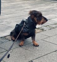 Langfristige Betreuung für Hund (Dackel) gesucht Kr. München - Kirchheim bei München Vorschau