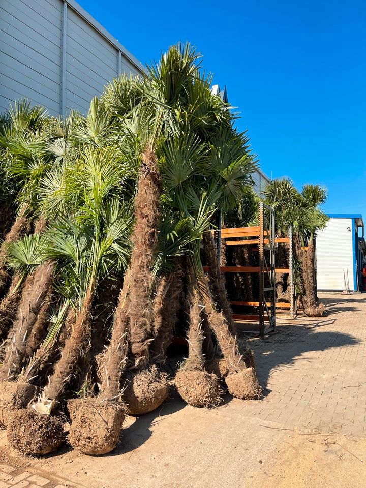 Trachycarpus Fortunei 3er Multistamm Mehrstämmige Hanfpalme in Ettenheim