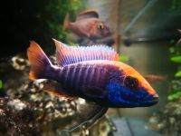 Ahli Scianochromis Purple Malwi Buntbarsch Bayern - Burglauer Vorschau