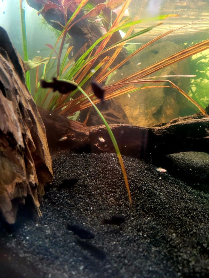 Fischnachwuchs Molly Fisch-Babys silber, schwarz in Meerbusch
