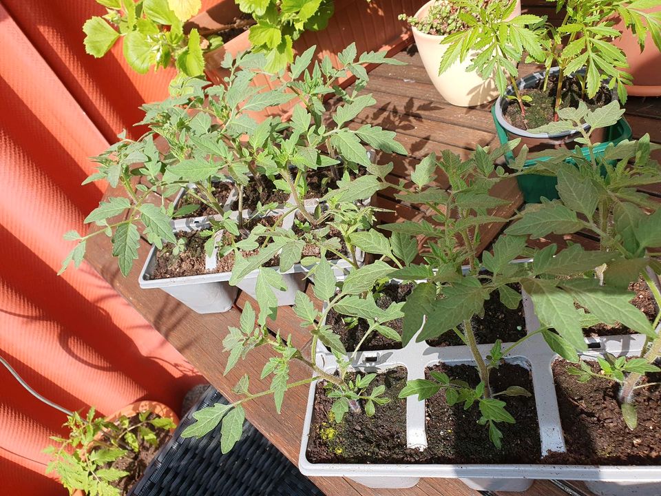 VERKAUFT! Tomatenpflanzen "Black Eagle" 15-17cm in Barth