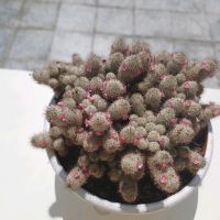 40 cm breite rose blühende Mamillaria in weißer Schale Köln - Lindenthal Vorschau