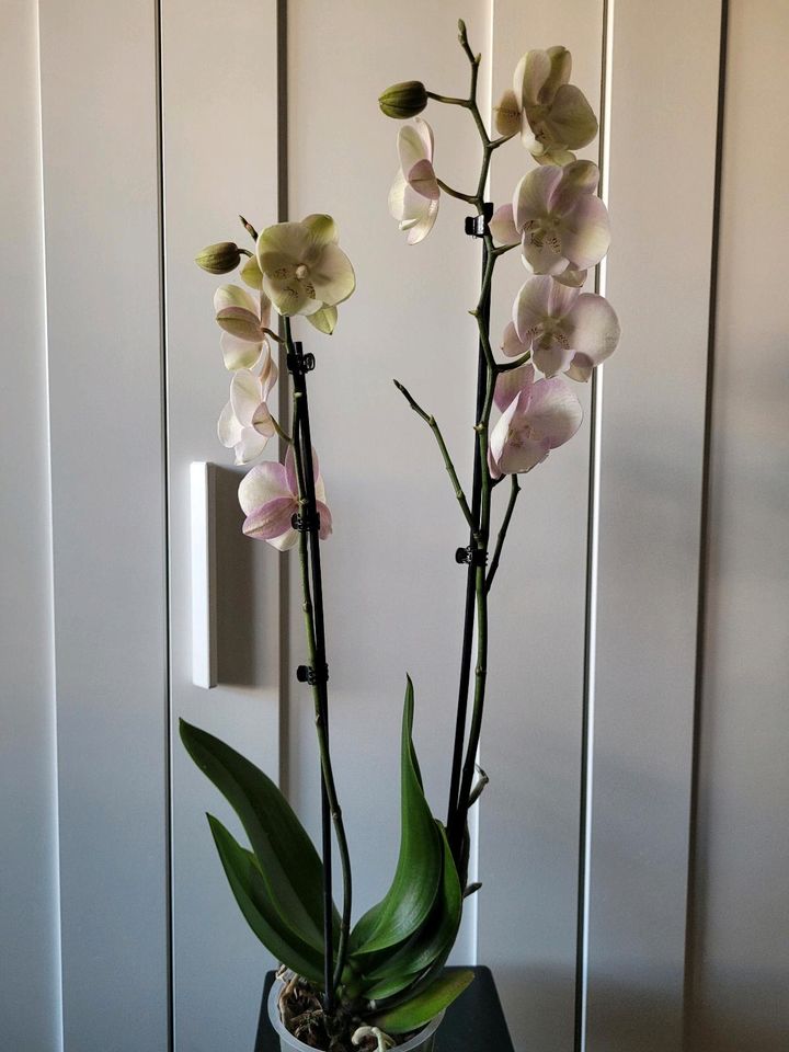 Orchidee Phalaenopsis Big Lip in Berlin