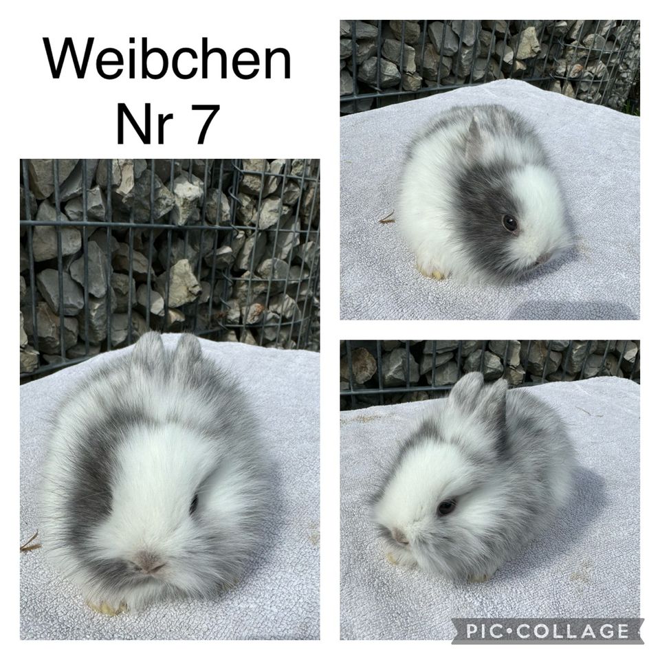 ❤️⭐️ Löwenkopf Zwergkaninchen / Löwenköpfchen Babys ⭐️❤️ in Obermichelbach
