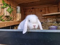 Hase Widder Schlappohr Männchen Bayern - Aresing Vorschau