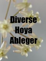 Diverse Hoya Ableger Rheinland-Pfalz - Trier Vorschau