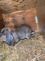 Hase-Widder Sachsen - Halsbrücke Vorschau