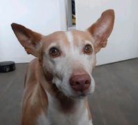 TARUGO Podenco Maneto Rüde Tierschutz Hund Niedersachsen - Lindwedel Vorschau