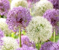 15 Samen*Zierknoblauch*Allium*violett/weiß gemischt Brandenburg - Luckenwalde Vorschau