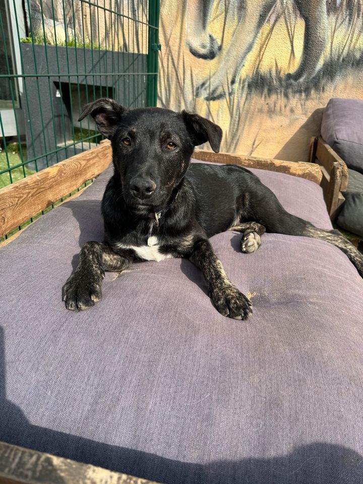 Verkuschelter HENRY ❤️ aus dem Tierschutz sucht seine Familie in Wiesenburg/Mark