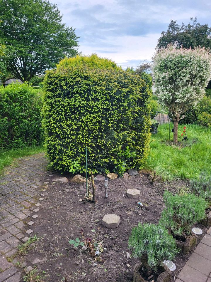 Eibe Tanne im Garten Pflanze Hecke Taxus baccata in Krefeld