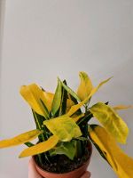 Codiaeum variegatum 'Sunny Star' Buchholz-Kleefeld - Hannover Groß Buchholz Vorschau